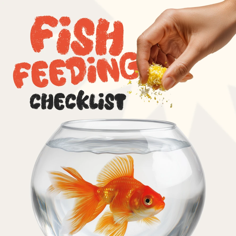 Calculate Daily Fish Feed With This Simple Formula