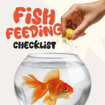 Daily Fish Feeding Checklist: Portions, Timing, and Signs
